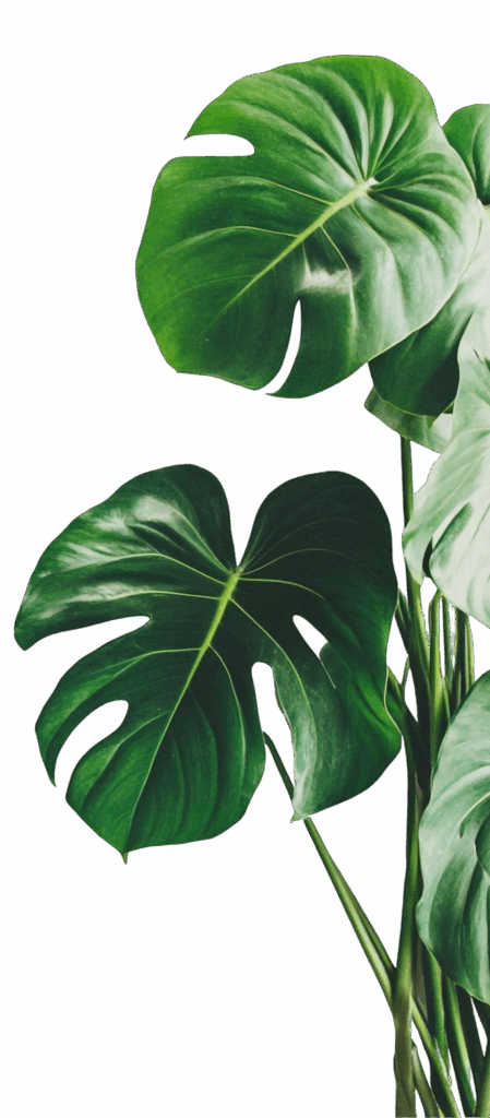 Carport Pergola Normandie 2 monstera deliciosa plante verte luxuriante aux grandes feuilles e1752584975225